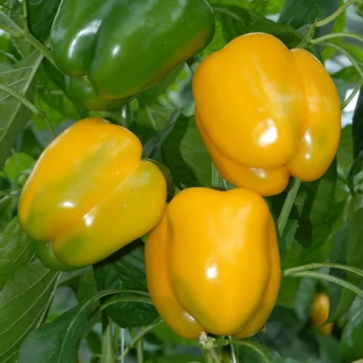 Желтые и зеленые перцы ЮЖАНИН на растении