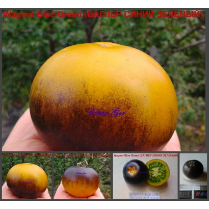 Желтый перец Вагнер в руке с зеленым фоном