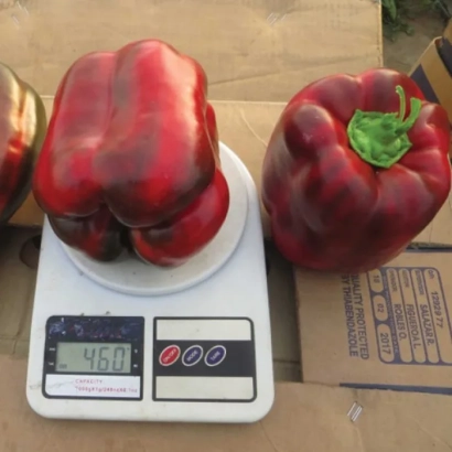 Красный перец на весах - Вангард