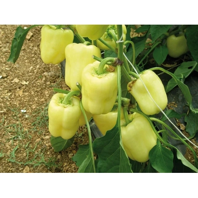 Желтые перцы на растении, сорт Ведрана F1
