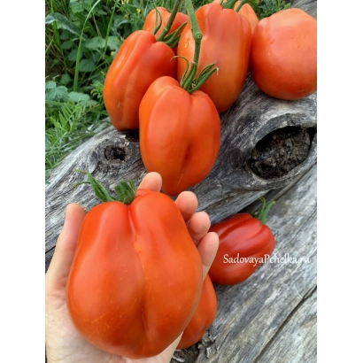 Крупный план красных перцев Вендетта на деревянной поверхности