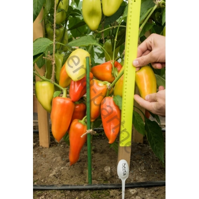 Красные и желтые перцы Веста на растении с измерительной лентой