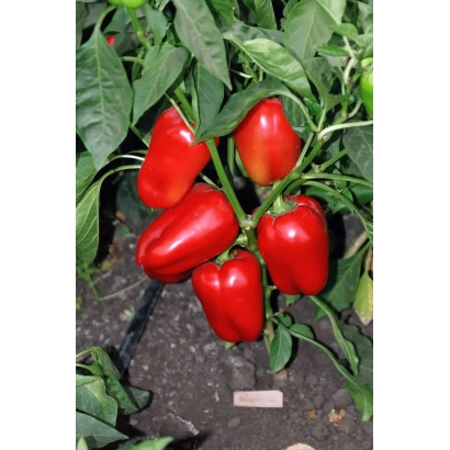 Красные перцы Виктория на ветке