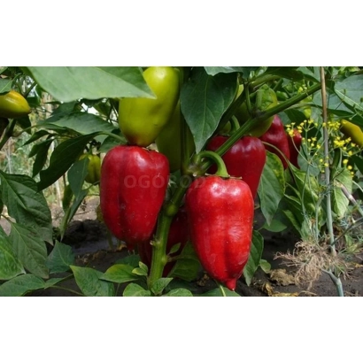 Красные и зеленые перцы на растении - ВИННИ ПУХ