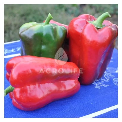 Красный и зеленый перец сорта AGROLIFE на синем фоне - ВИВАЛЬДИ