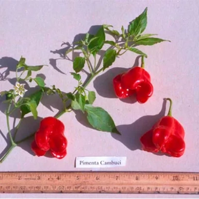 Red pepper Pimenta Cardui on white surface with ruler - Vizir