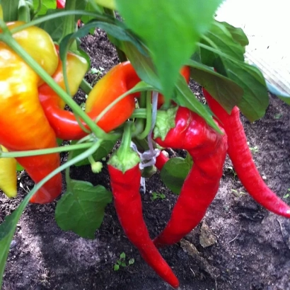 Красные и желтые перцы на растении в земле - Воронцовский