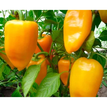 Желтые перцы на растении - ЖЕЛТОЕ УХО