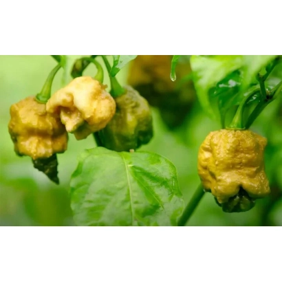 Спелые плоды перца Жгучий Король на ветке