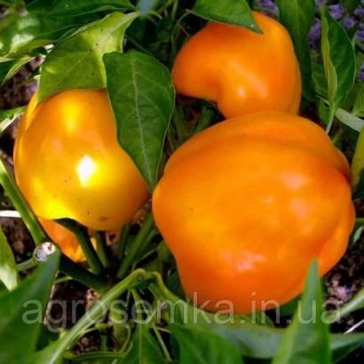 Спелые оранжевые перцы сорта Злато Скиф на растении - Злато скифив
