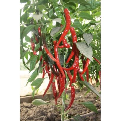 Red peppers Zmey Gorynych on plant