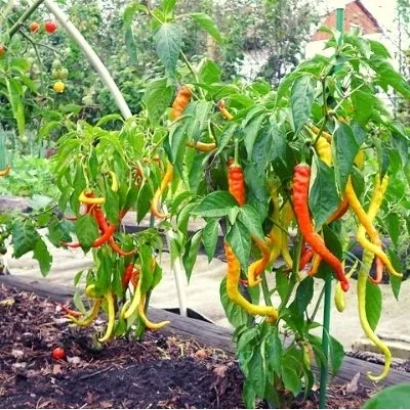 Красные и желтые перцы Змея на растении в саду - ЗМЕЙКА