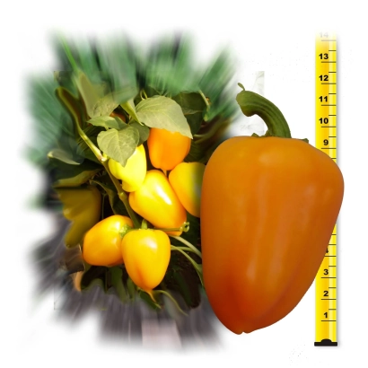 Red and yellow bell peppers with leaves next to a ruler - GOLDEN SWALLOW