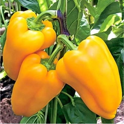Yellow peppers on plant - Golden Autumn