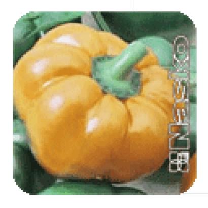 Семена перца Золотое Руно на фоне желтого перца