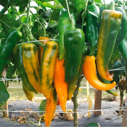 Дозрілі та зелені переці ЗОЛОТИЙ КЛЮЧИК на рослинні