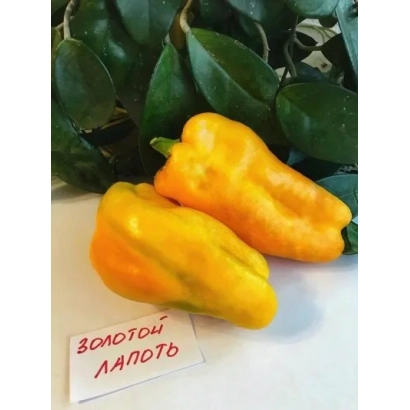 Семена перца ЗОЛОТОЙ ЛАПОТЬ на белой подложке с зелёными листьями.