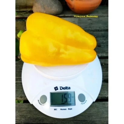 Два желтых перца сорта ЗОЛОТОЙ МАЖОР на весах