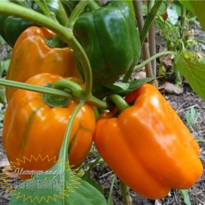 Ripe orange and green peppers on the plant - GOLDEN BARREL