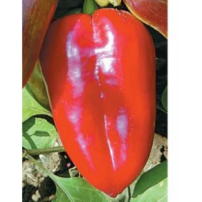 Красный перец сорта Золушка на растении