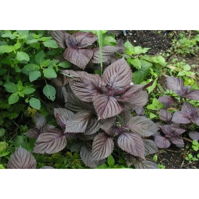 Свежие листья периллы темно-фиолетового цвета на фоне зелени - Акажисо