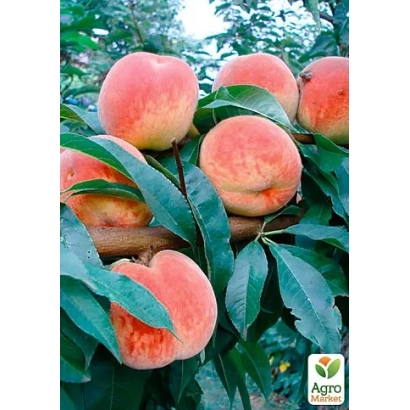 Сочні персики на гілці з зеленими листками - Чарівник