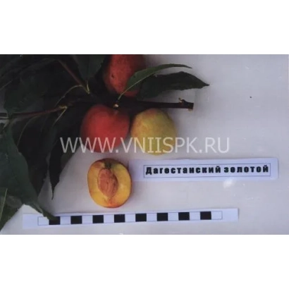 Персик Дагестанский золотой на белой поверхности с измерительной линейкой