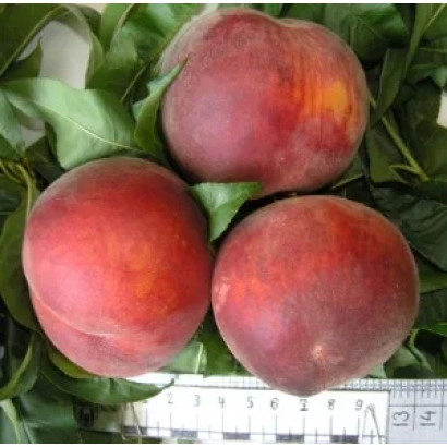 Three peaches on green leaves with a ruler at the bottom - DEMerdzHINSKY