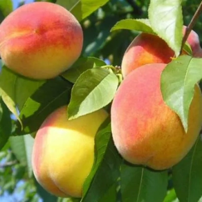 Персики на ветке - Дружба