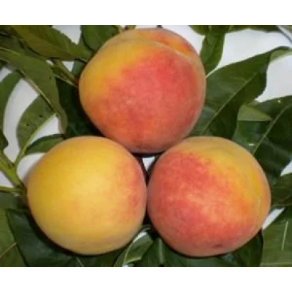 Три персика на зелёных листьях - Этюдный