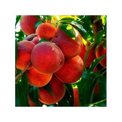Спелые персики на ветке - ГРАНАТОВЫЙ