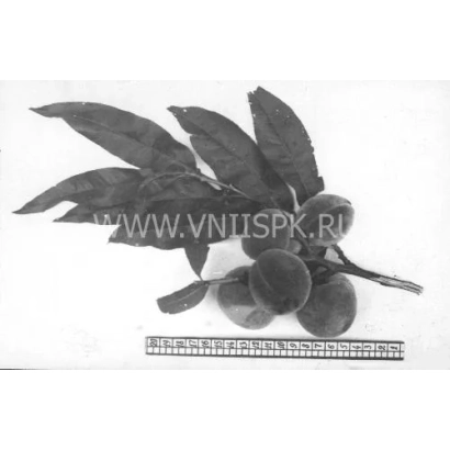 Персик Хадуссамат желтый (Гимринский желтый) с листьями на белом фоне