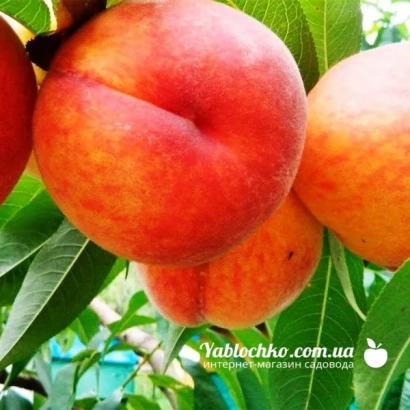 Свіжі персики на гілці з логотипом Yablochko.com.ua - Червневий ранній