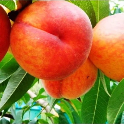 Свіжі персики на гілці - Червневий / Червеньський