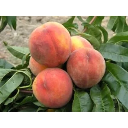 Свежие персики на ветке - Карнавальный