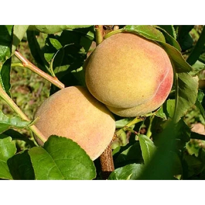 Свежие персики на ветке - Киевский Ранний