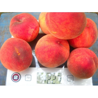 Peaches on a scale - CLOWN