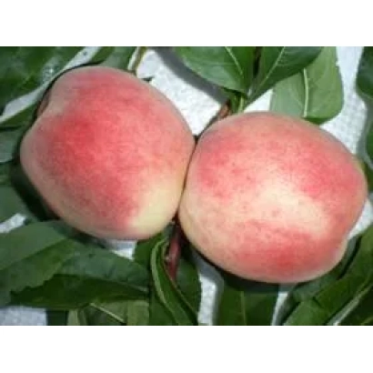 Два персика на зелёных листьях - КРЫМСКИЙ СОНЕТ