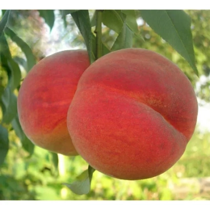 Спелый персик на ветке - ЛАКОМЫЙ