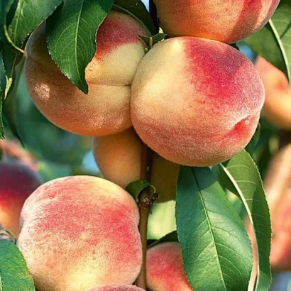 Сочные персики на ветке - Мечта