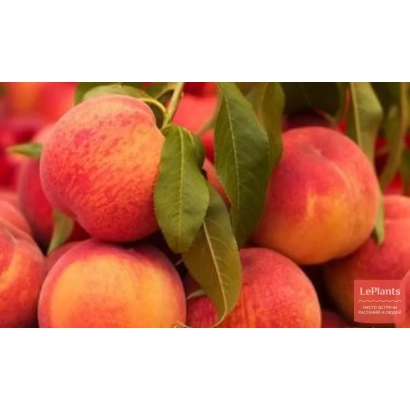 Свежие персики сорта Мелитопольский ясный на ветвях