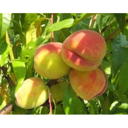 Спелые персики на ветке - Меркурий