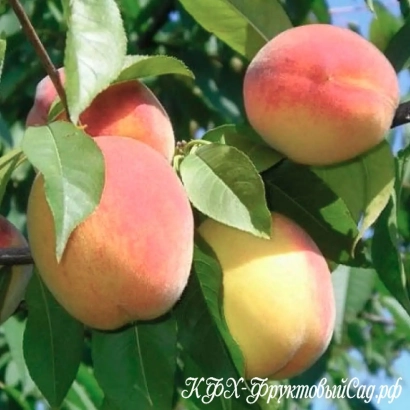 Свежие персики на ветке с надписью KPC - Надия