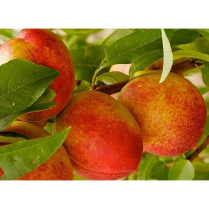 Сочные нектарины на ветке с зелеными листьями - Нектарин киевский