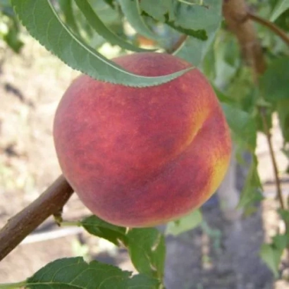 Спелый персик на ветке с листьями - ОСВЕЖАЮЩИЙ