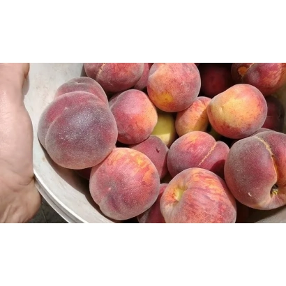 Basket of peaches - EXCELLENT