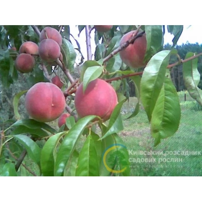 Персик сорту Пам'ять Гришко на гілці з плодами