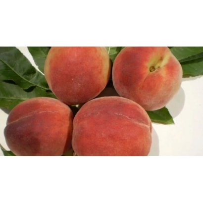 Свежие персики на белом фоне с зелеными листьями - ПАМЯТНЫЙ НИКИТСКИЙ