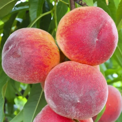 Дозрілі персики на гілці - П.Ф. 24-007