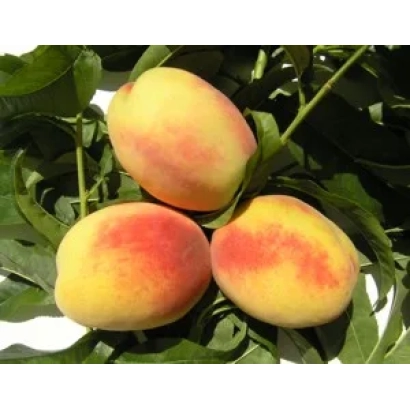 Три персика на ветке с листьями - ПИВДЕННА ФАНТАЗИЯ